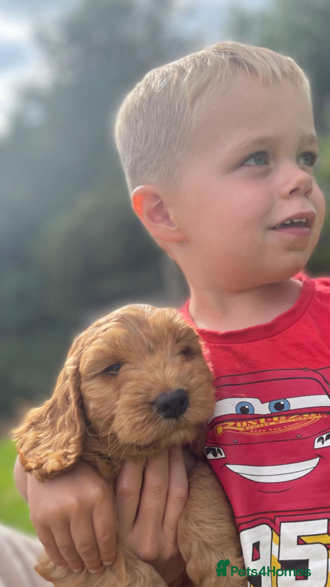 Cockapoo dogs for sale: One boy, cute, full of curiosity and cuddles - Image 3