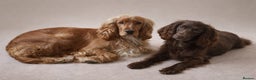 Cocker Spaniel dogs for sale: Puppies due 03/02/26 - Advert 3