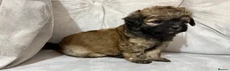 Shihpoo dogs for sale: Adorable ShihPoo Puppies Ready to Steal Your Heart in Northampton - Advert 10
