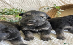 German Shepherd dogs for sale: STUNNING DNA TESTED GERMAN SHEPHERDS - Image 7