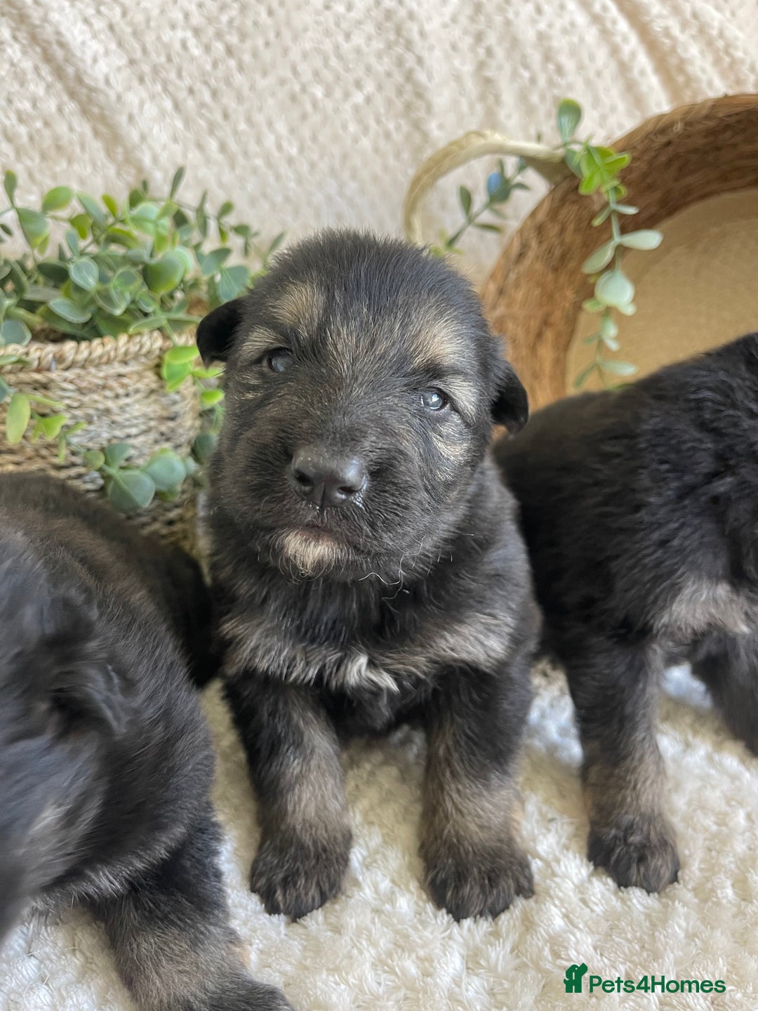 German Shepherd dogs for sale: STUNNING DNA TESTED GERMAN SHEPHERDS - Image 7