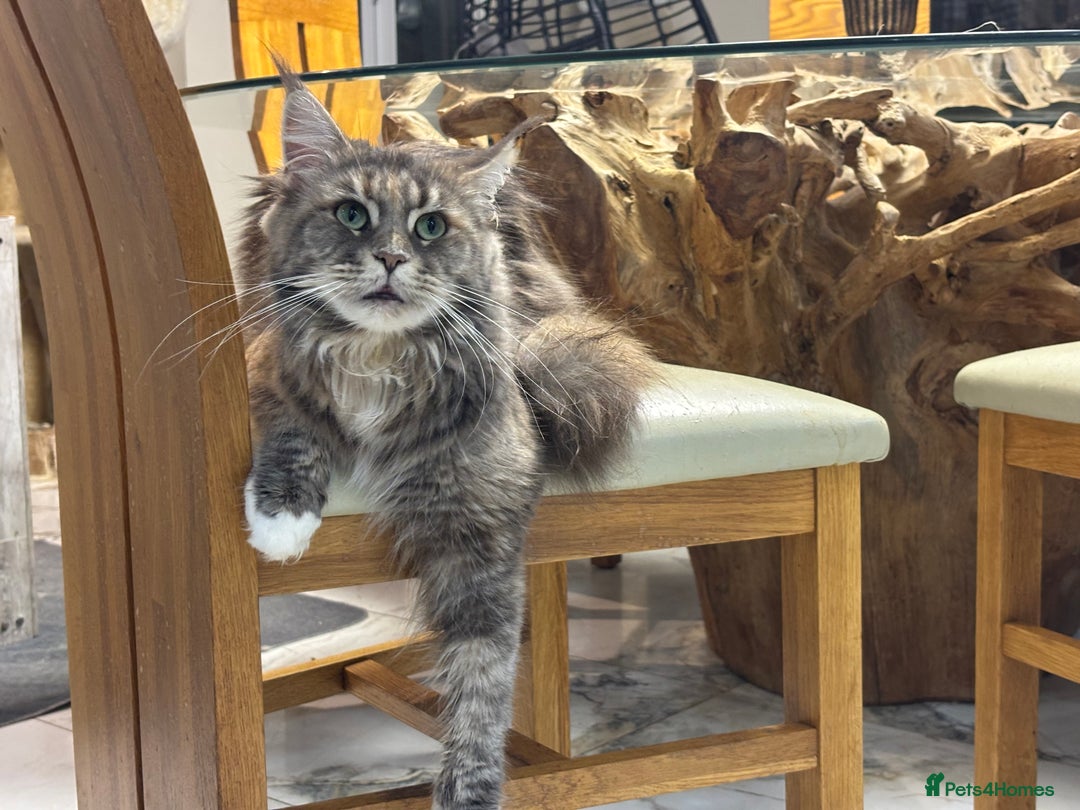 Maine Coon cats for sale: Attention Please ‼️ - Advert 5