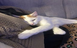 Mixed Breed cats for sale: Marvin & Dexter  - Image 3