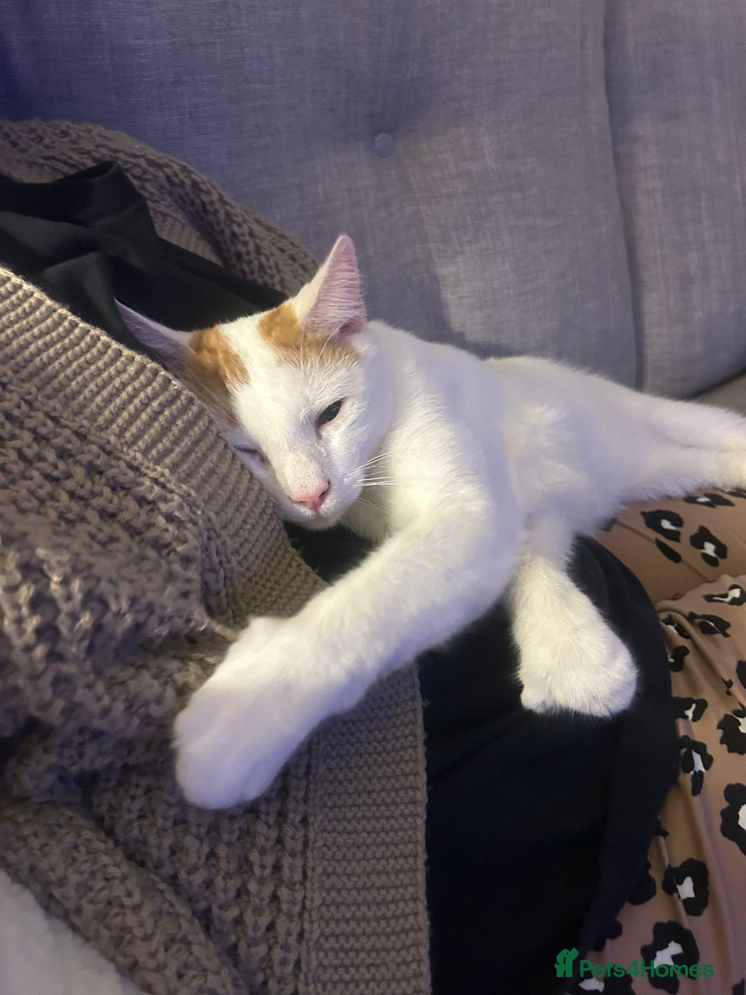 Mixed Breed cats for sale: Marvin & Dexter  - Image 3
