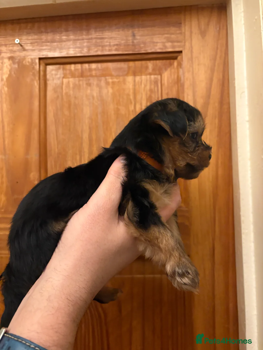 Shorkie dogs for sale: Shorkie puppies  - Advert 6