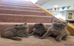 Scottish Fold cats for sale: 1 BSH Boy AVAILABLE. in Sheffield - Image 1