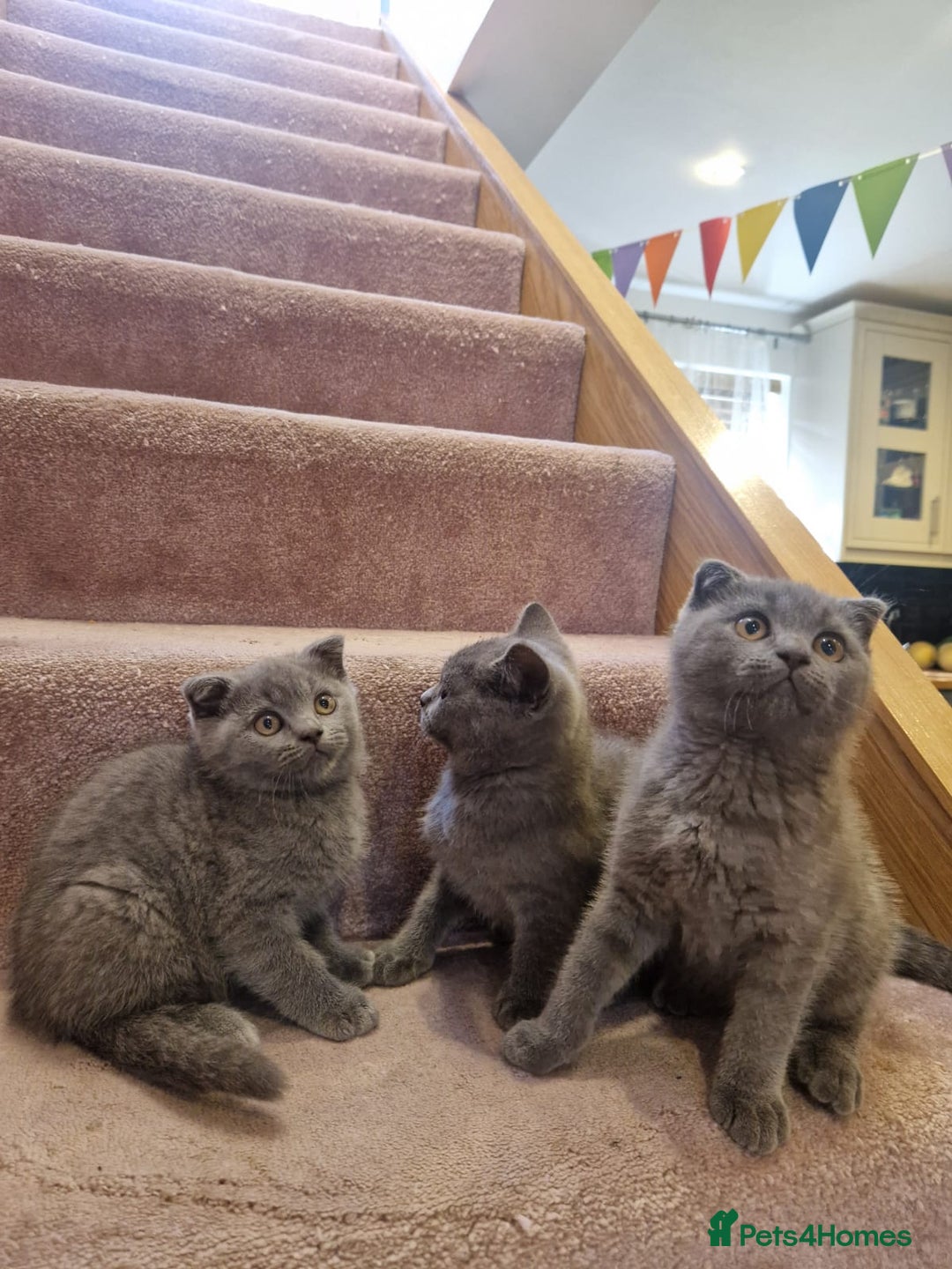 Scottish Fold cats for sale: 1 BSH Boy AVAILABLE. in Sheffield - Image 1