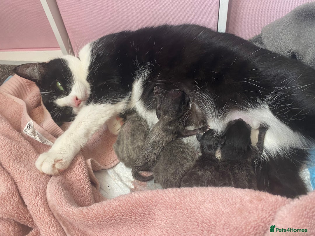 Mixed Breed cats for sale: Litter of 5 beautiful grey and Smokey kittens 🐱  - Image 11