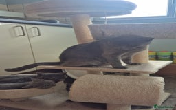 Ragdoll cats for sale: Ragdoll cross  - Image 7