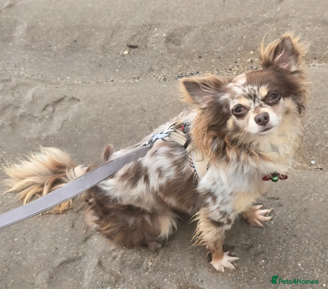 Chihuahua dogs for stud: Merle long haired Chihuahua Stud in Nottingham - Advert 3