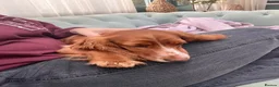 Cocker Spaniel dogs for sale: Show type cocker spaniel  - Advert 6