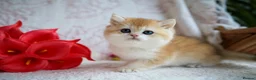 British Shorthair cats for sale: British shorthair available 🦁 - Advert 13