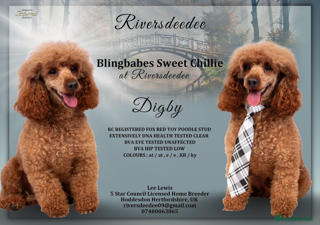 Cockapoo dogs for sale: Fox red F1 cockapoos  - Advert 13