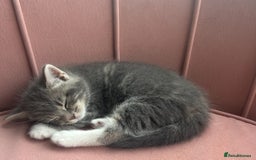 Bengal cats for sale: Bengal cross grey kitten (boy) for sale  - Image 2