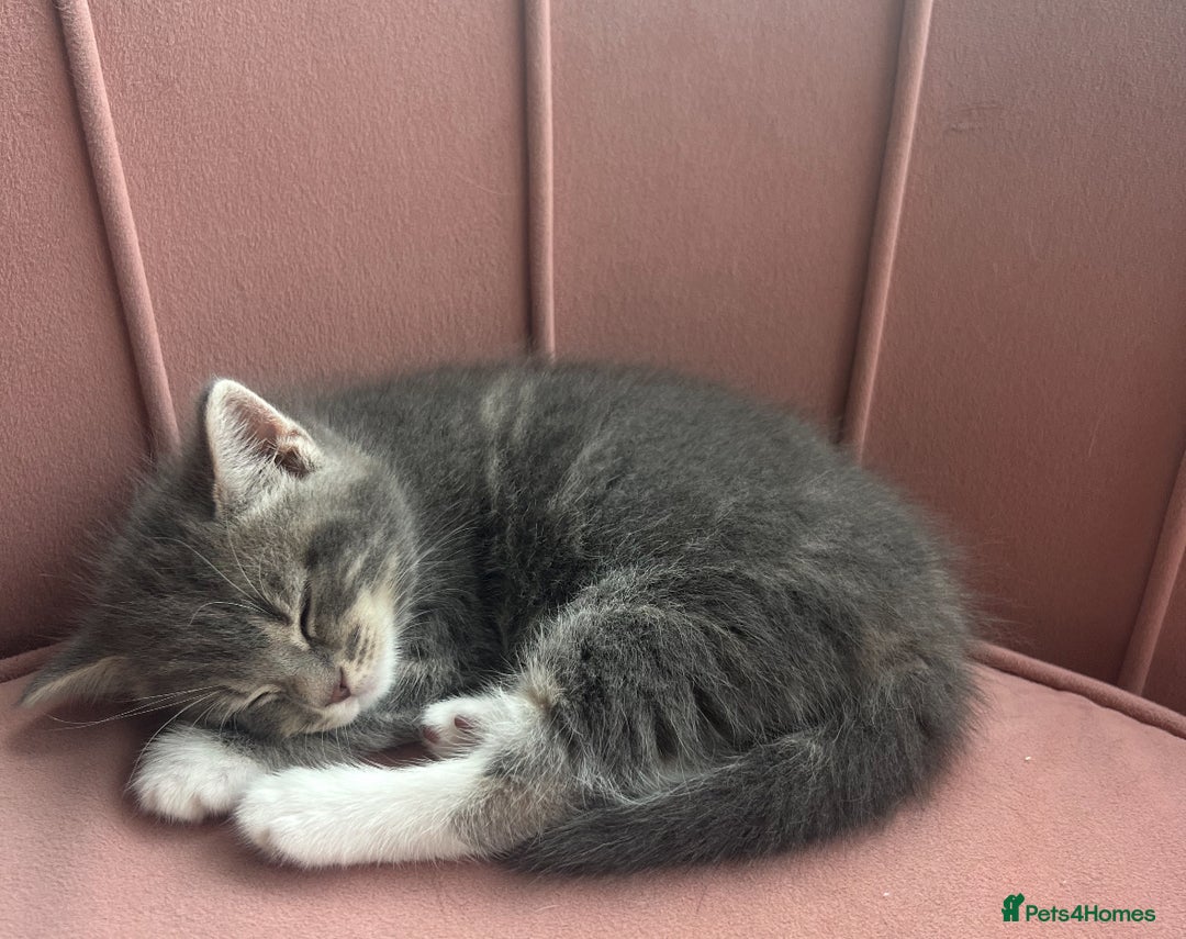 Bengal cats for sale: Bengal cross grey kitten (boy) for sale  - Image 2