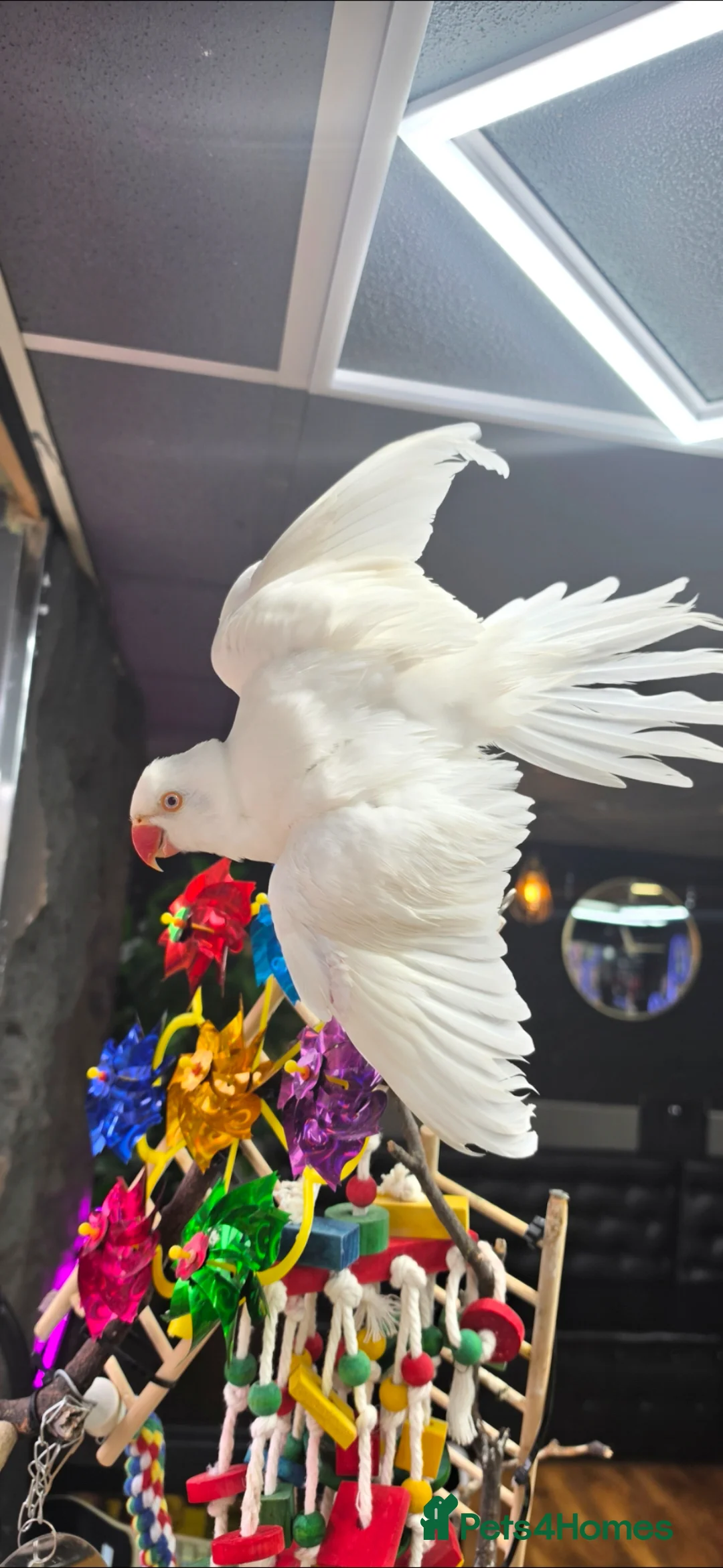 Ringnecks birds for sale: Beautiful Ringneck  in Huddersfield - Advert 1