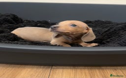 Miniature Dachshund dogs for sale: Tiny miniature kc dachshunds LAST GIRL   - Image 11