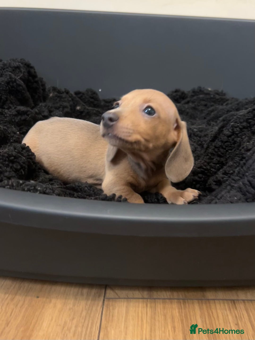 Miniature Dachshund dogs for sale: Tiny miniature kc dachshunds LAST GIRL   - Image 11