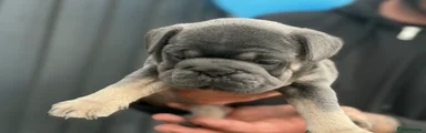 Frug Puppy 1