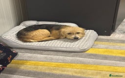 Yorkshire Terrier dogs for adoption: Sweet Daisy looking for LOVE  - Image 17