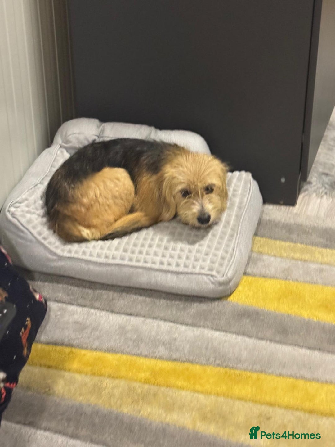 Yorkshire Terrier dogs for adoption: Sweet Daisy looking for LOVE  - Image 17