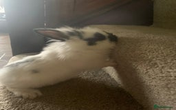 Dwarf Lop rabbits for sale: Dwraf Buinnes for Sale  - Advert 10