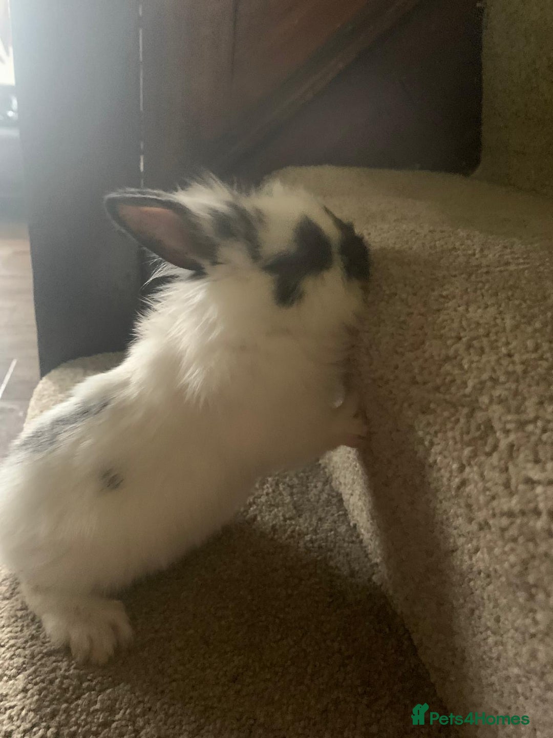 Dwarf Lop rabbits for sale: Dwraf Buinnes for Sale  - Advert 10