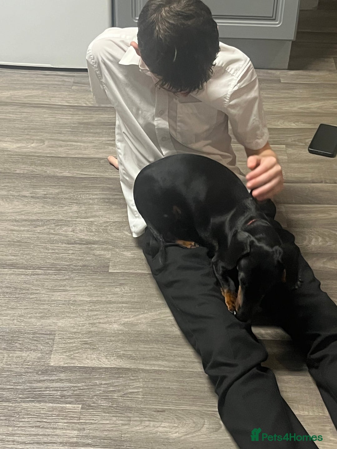 Dachshund dogs for sale: Dachund  - Advert 4