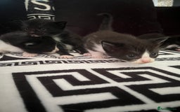 Mixed Breed cats for sale: Toxido kittens  - Image 34