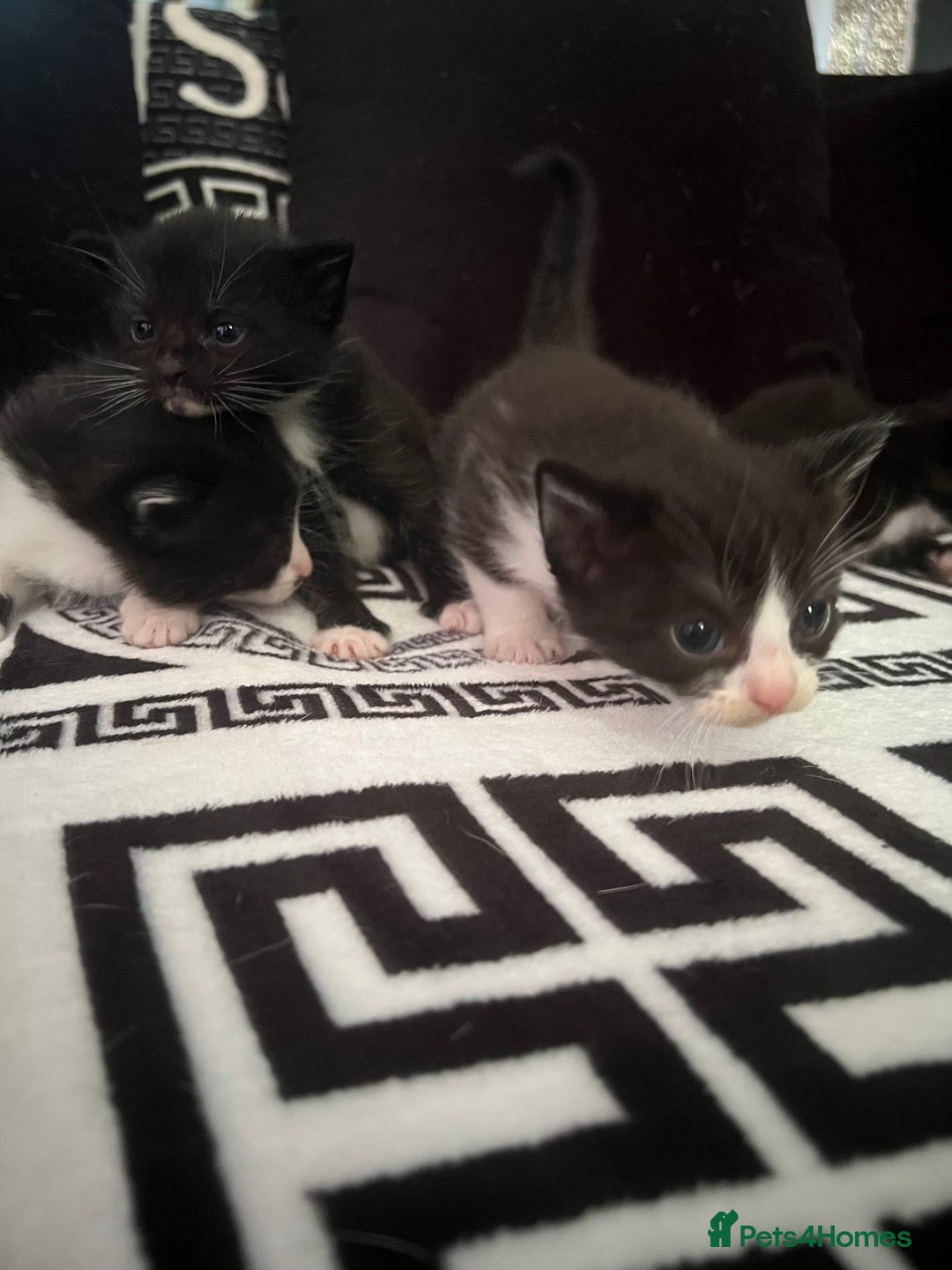 Mixed Breed cats for sale: Toxido kittens  - Image 34