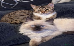Bengal cats for sale: Bengal X Ragdoll - Image 15