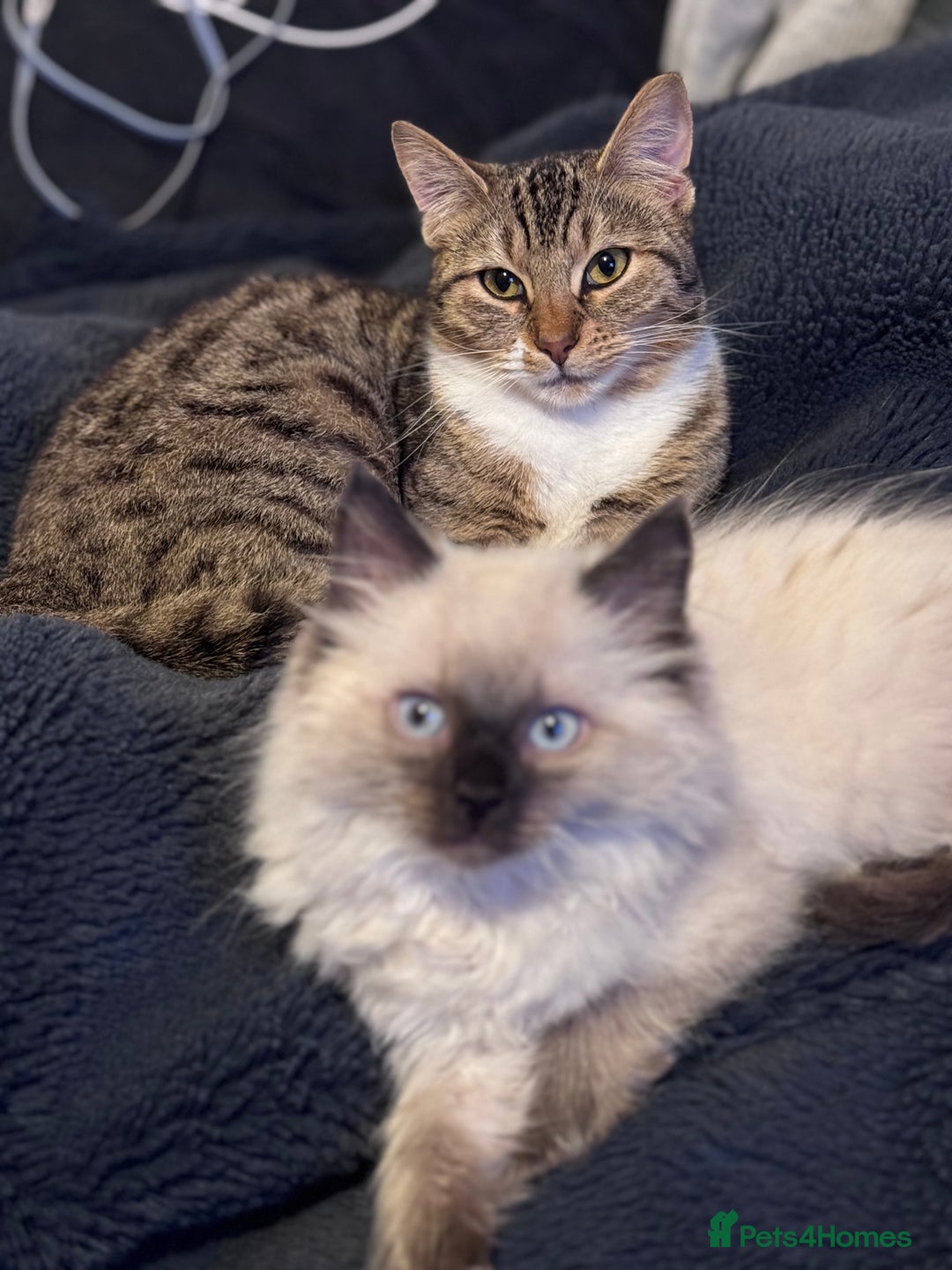 Bengal cats for sale: Bengal X Ragdoll - Image 15