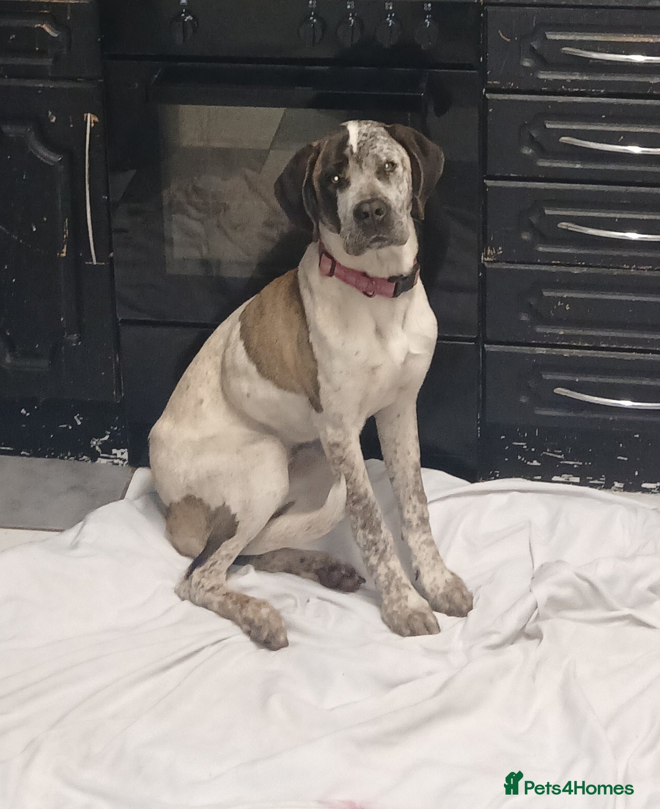 Mixed Breed dogs X2 girls  - Advert 1