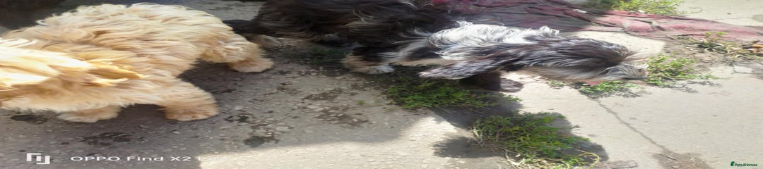 Cockapoo Puppy 7