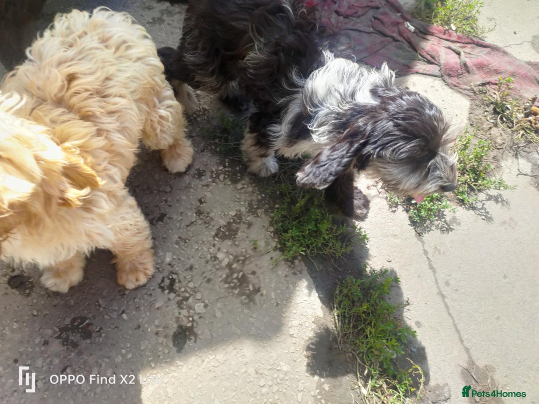 Cockapoo dogs for sale: 2 beautiful cockapoo desperate for forever homes  - Image 23