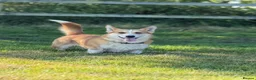 Welsh Corgi Cardigan dogs for stud: Beautiful KC Corgi Stud  - Advert 3