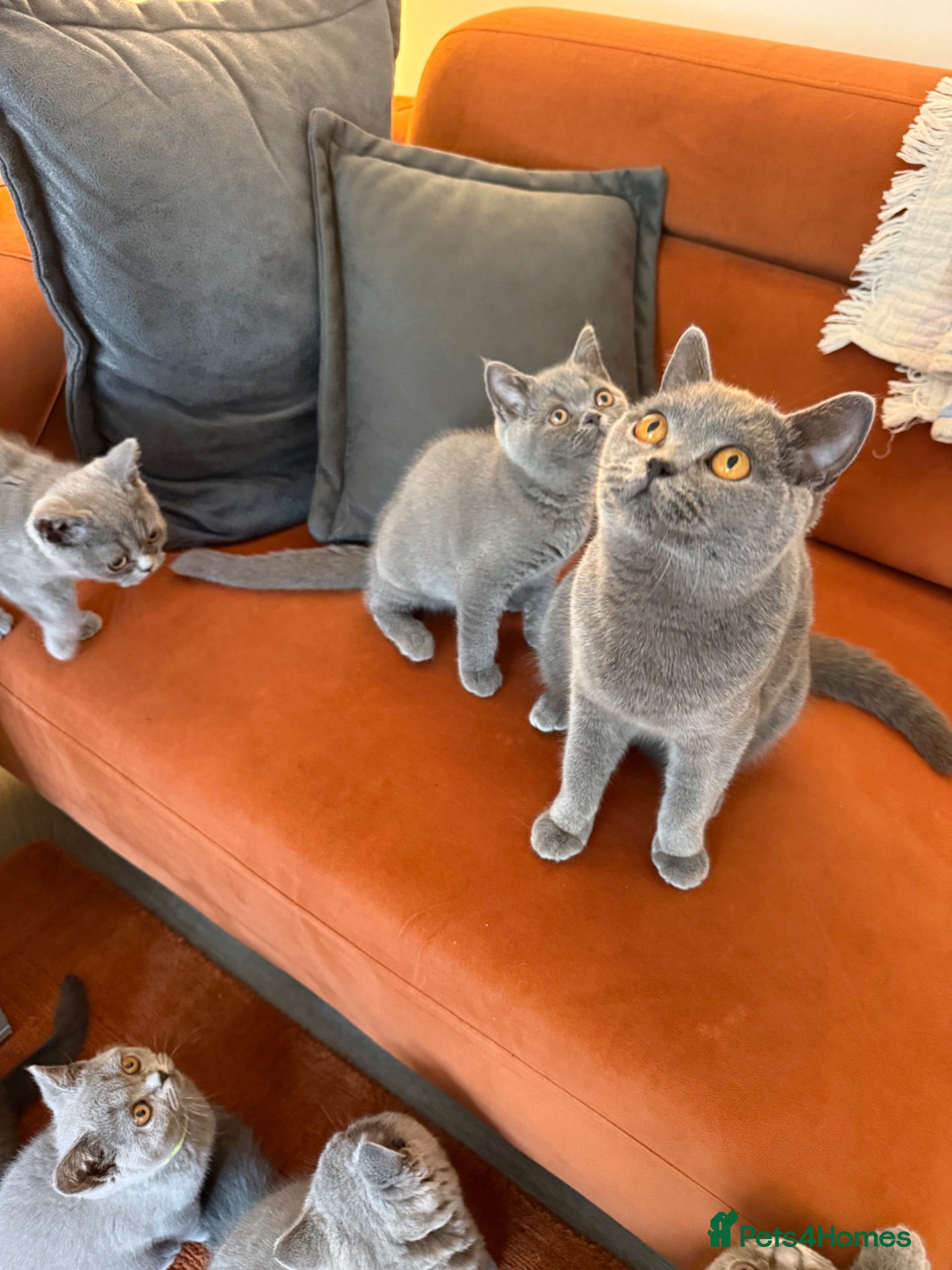 British Shorthair cats Ready to leave pedigree BSH kittens - Advert 1