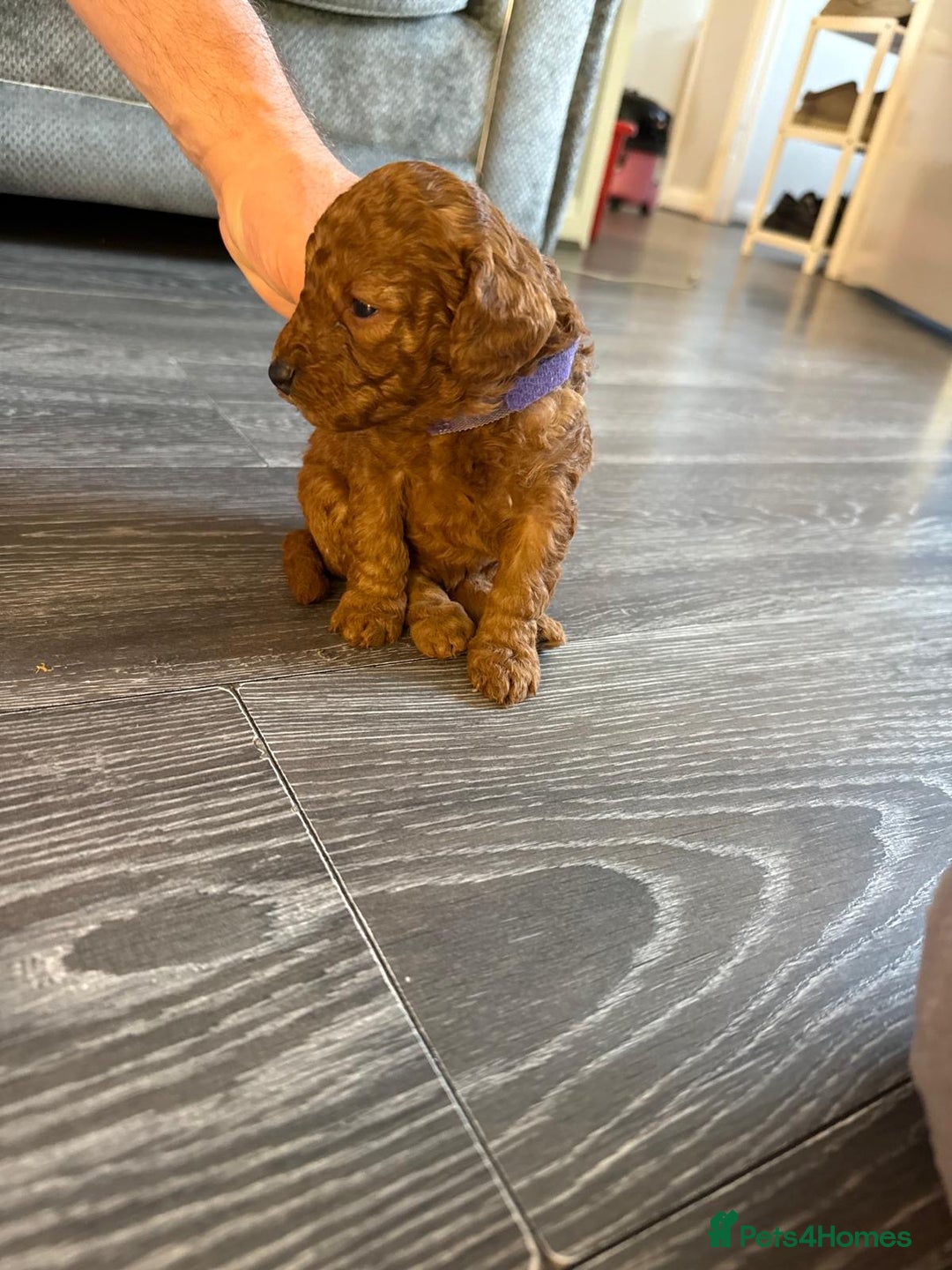Cavapoo dogs for sale: F1b Cavapoo ALL PUPS NOW RESERVED  - Advert 23