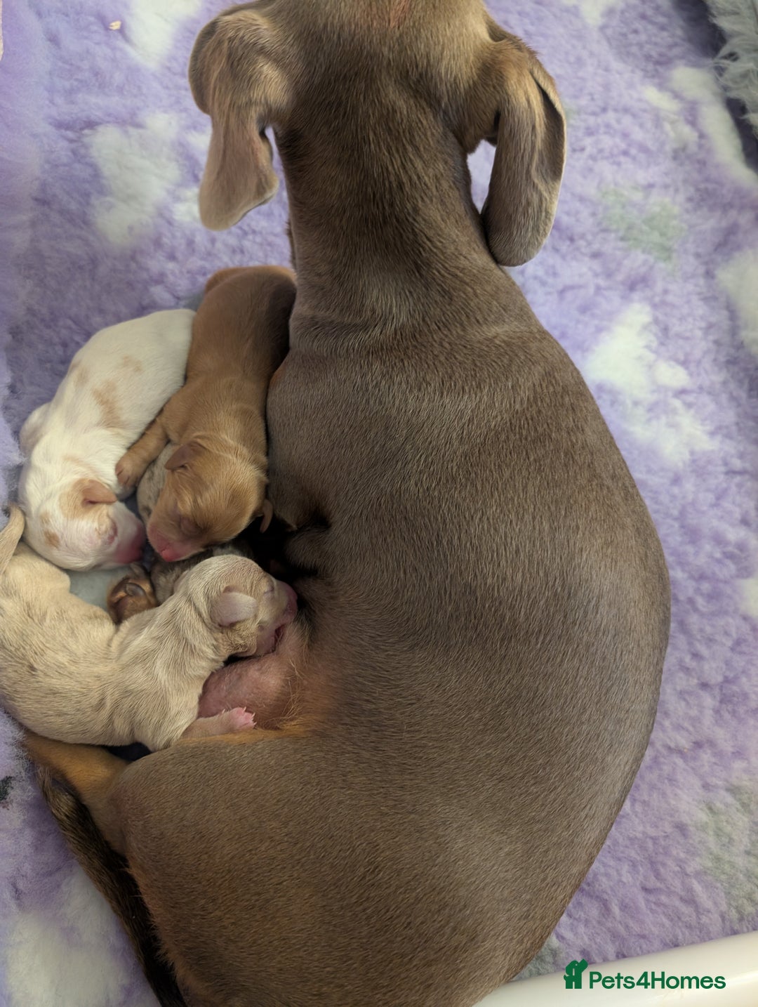 Miniature Dachshund dogs for sale: ✨ KC Piebald & Longhair Miniature Dachshund✨ - Image 8