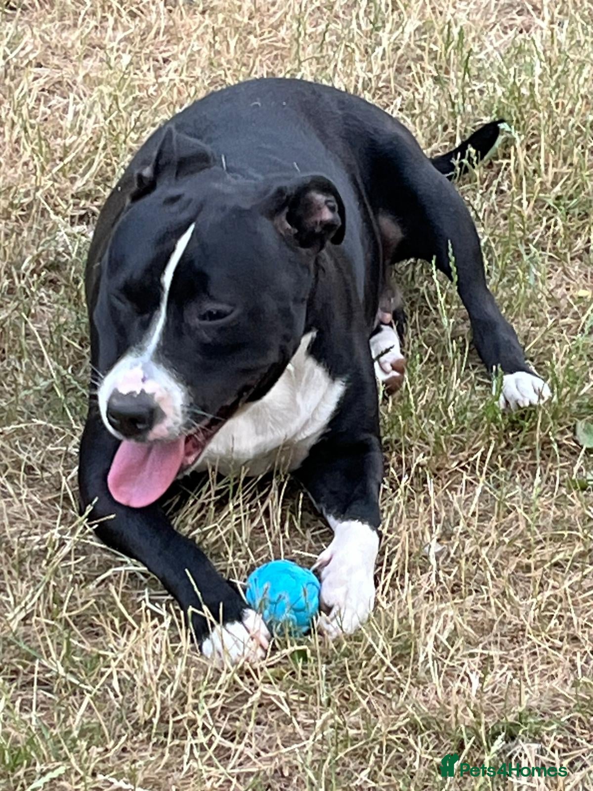 Staffordshire Bull Terrier dogs Gorgeous staff pups  in London - Advert 1