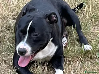 Staffordshire Bull Terrier dogs Gorgeous staff pups in London - Advert 1