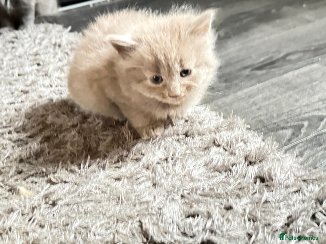 Mixed Breed cats for sale: 5 kittens  - Advert 13