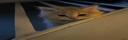 Maine Coon cats for sale: Stunning mainecoon cross kittens  - Advert 7