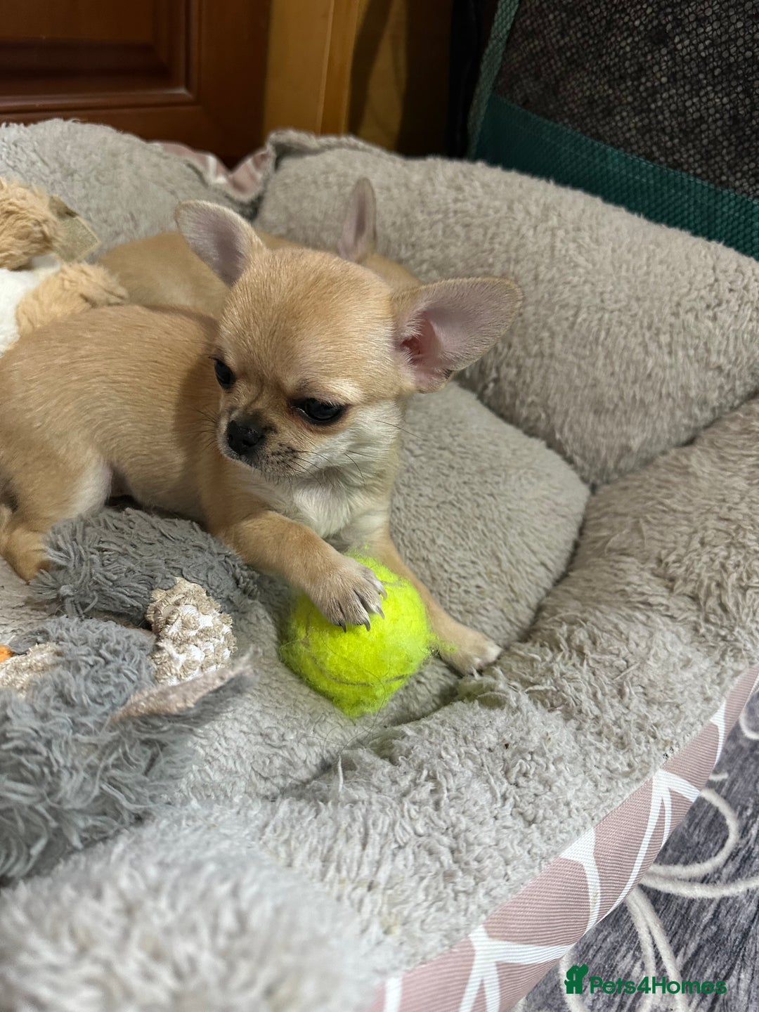 Chihuahua dogs for sale: Beautiful cream girls - Advert 13