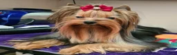 Yorkshire Terrier dogs for sale: Beautiful KC Registered Yorkshire Terriers❤️ - Advert 4