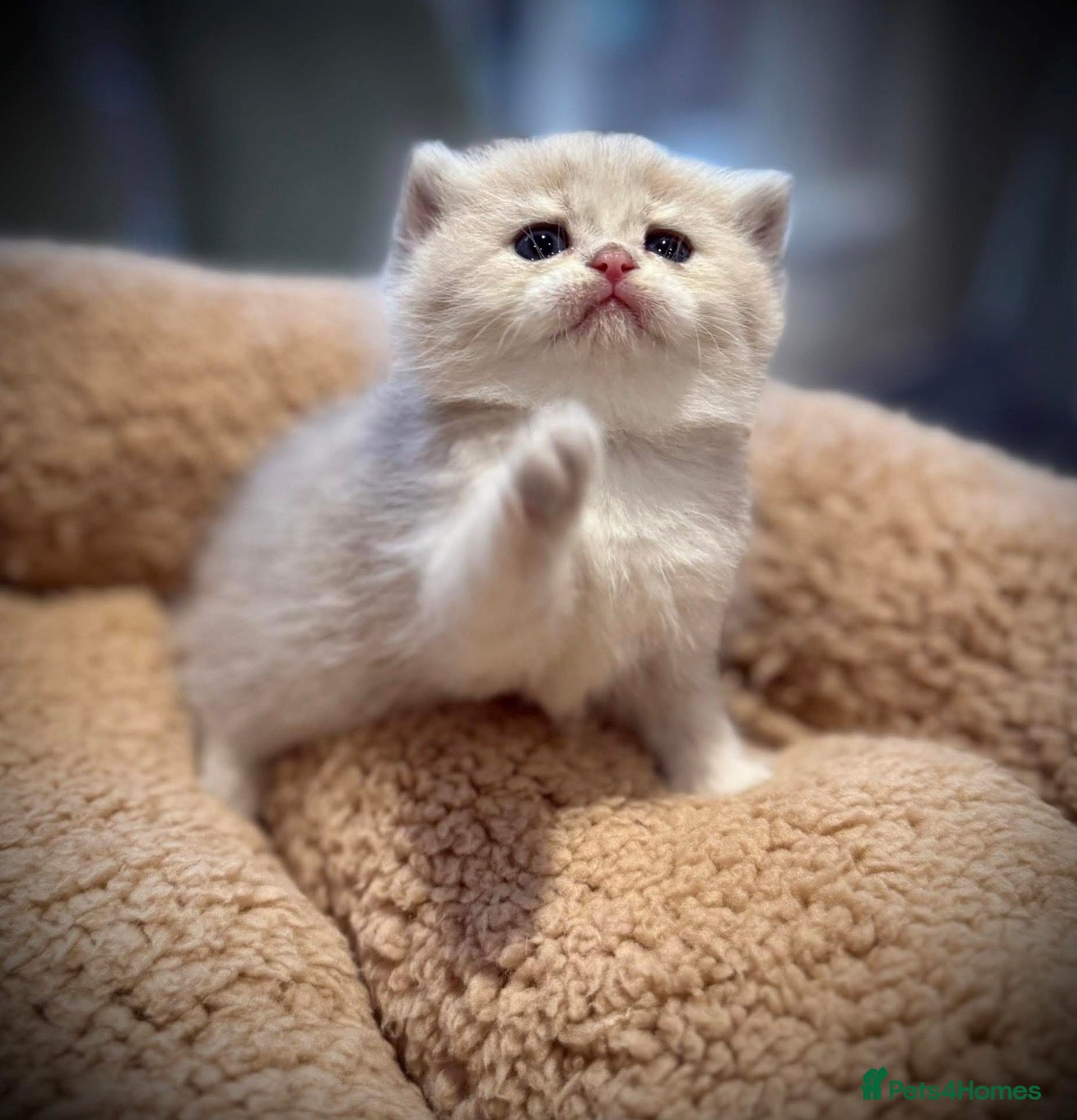 British Shorthair cats GCCF registered British shorthairs   - Advert 2