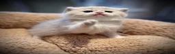 British Shorthair cats for sale: GCCF registered British shorthairs   - Advert 2