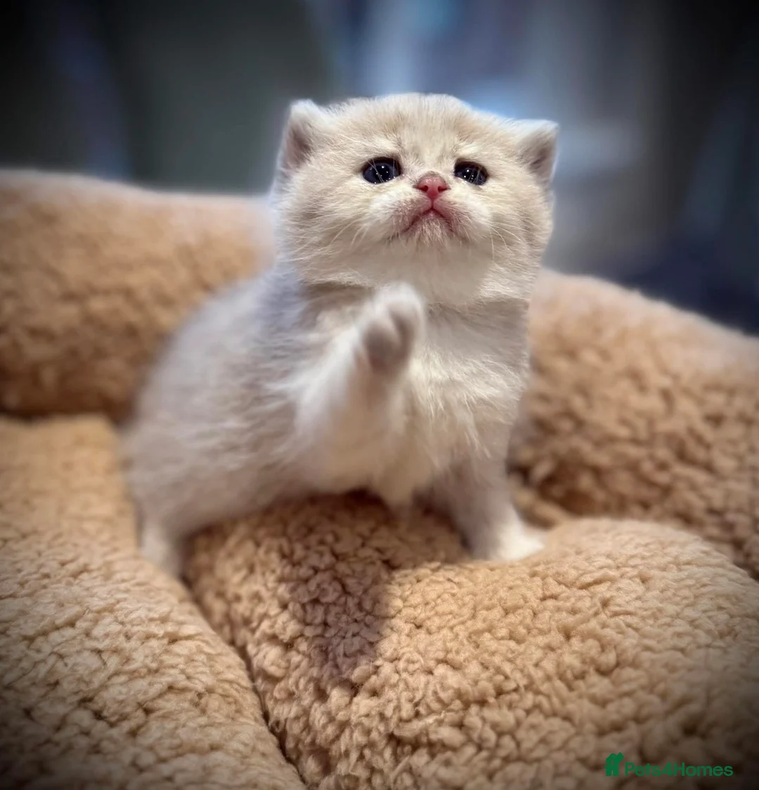 British Shorthair cats for sale: GCCF registered British shorthairs   - Advert 2