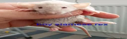 Rat rodents for sale: Beautiful litter of mixed rat babies  - Advert 7