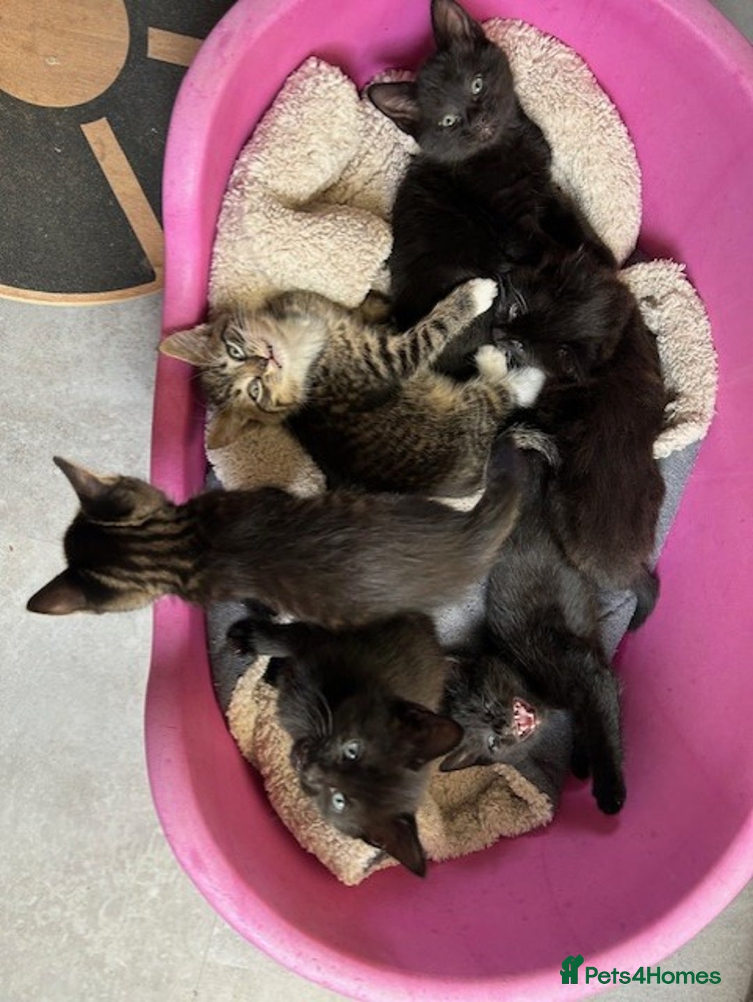 British Shorthair cats for sale: Two kittens available - Image 1